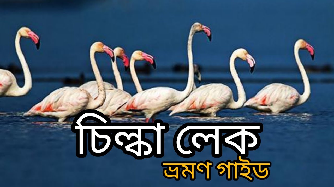 Chilika lake Dolphin tour Odisha/Puri to Chilka Complete Guide