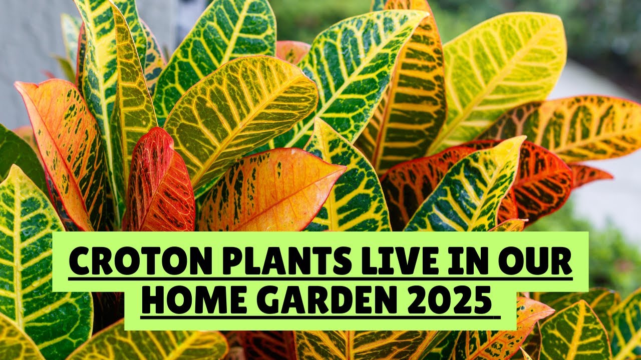Croton Plants Live 🌿 | Colorful Crotons Growing in Our Home Garden 2025