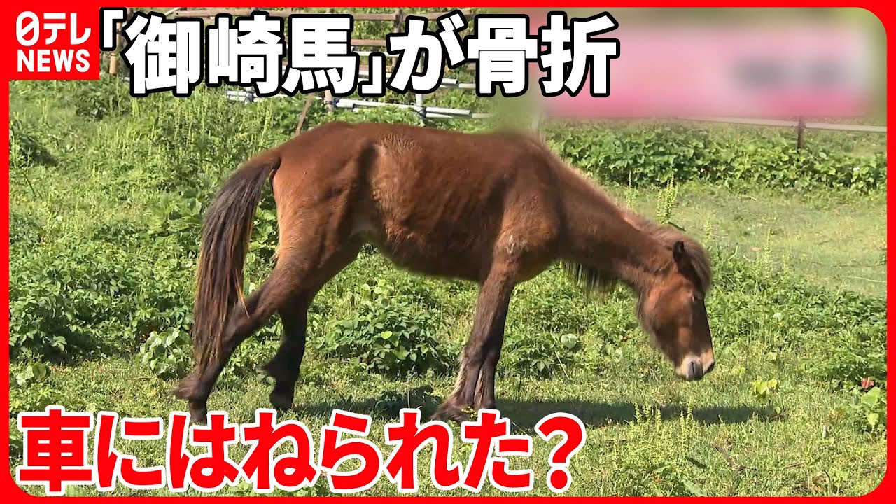 【天然記念物】「車の破片が落ちてた」…車が接触したか  