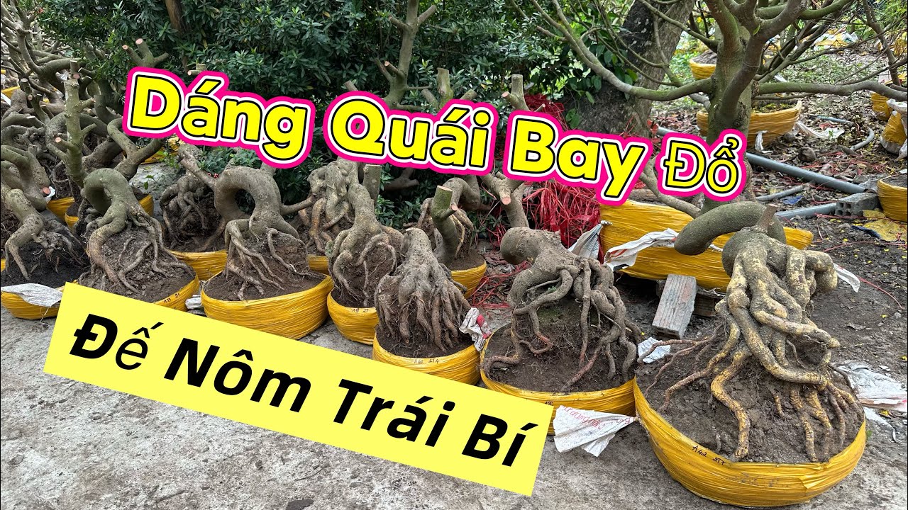 14/3 ☎️0339939629 báo giá lô mai úp chậu mini giá rẻ vài trăm (chợ gạo tiền giang)