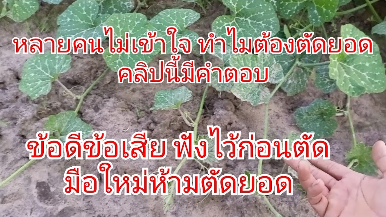 ปลูกฟักทอง ทำไมต้องตัดยอด!!?ไม่จำเป็น