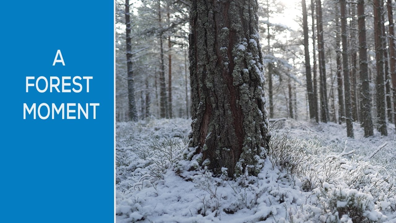 A FOREST MOMENT