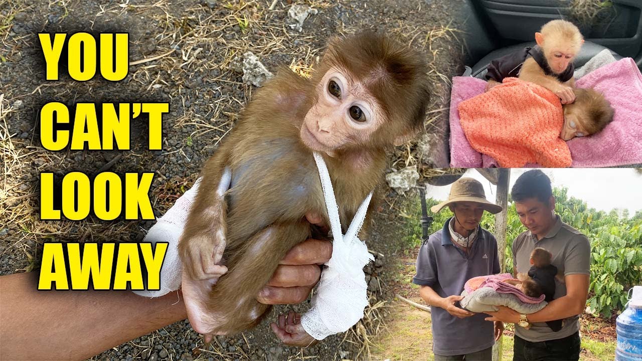 Heartbreaking Scene | The Skinny Monkey And The Race Against Time 🐒
