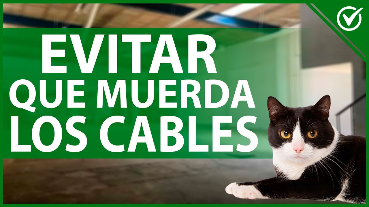 🐱 Consejos para Evitar que mi Gato Muerda los Cables de casa - ¿Por qué lo hace? 🐱🐀