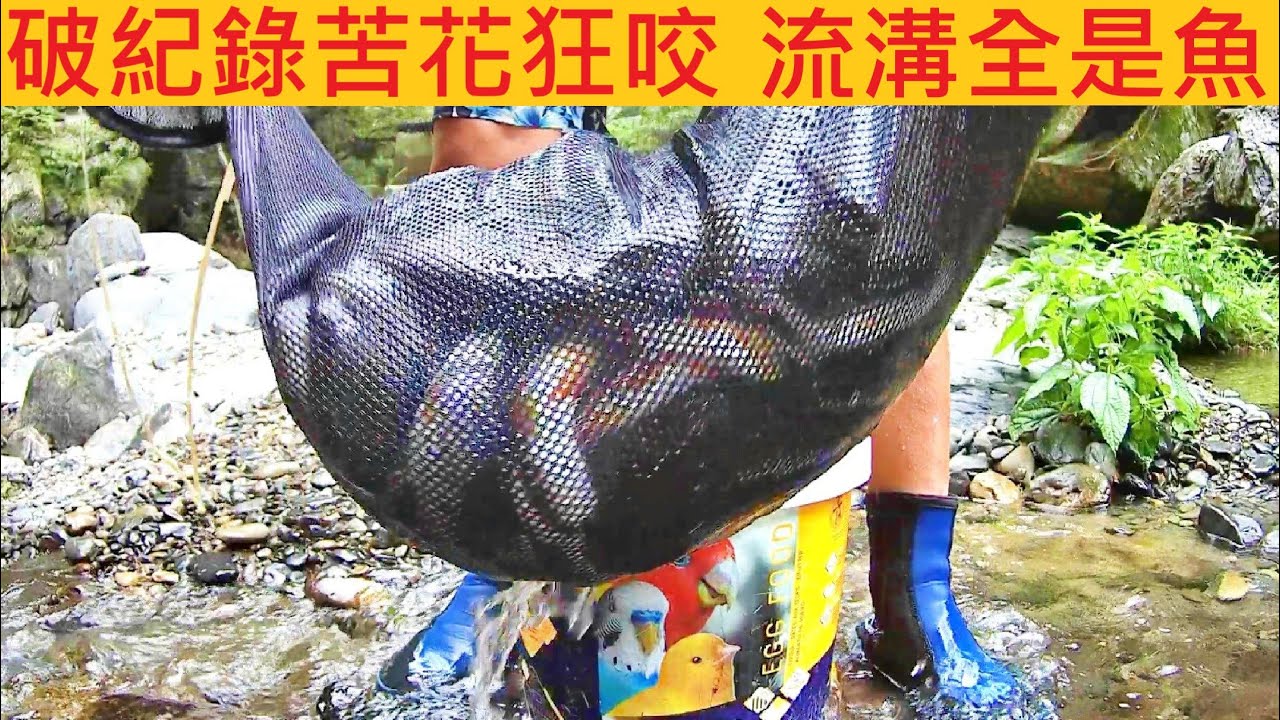 破紀錄苦花狂咬 流溝全是魚 @颱風把苦花都衝下來ㄌ #溪釣 #苦花