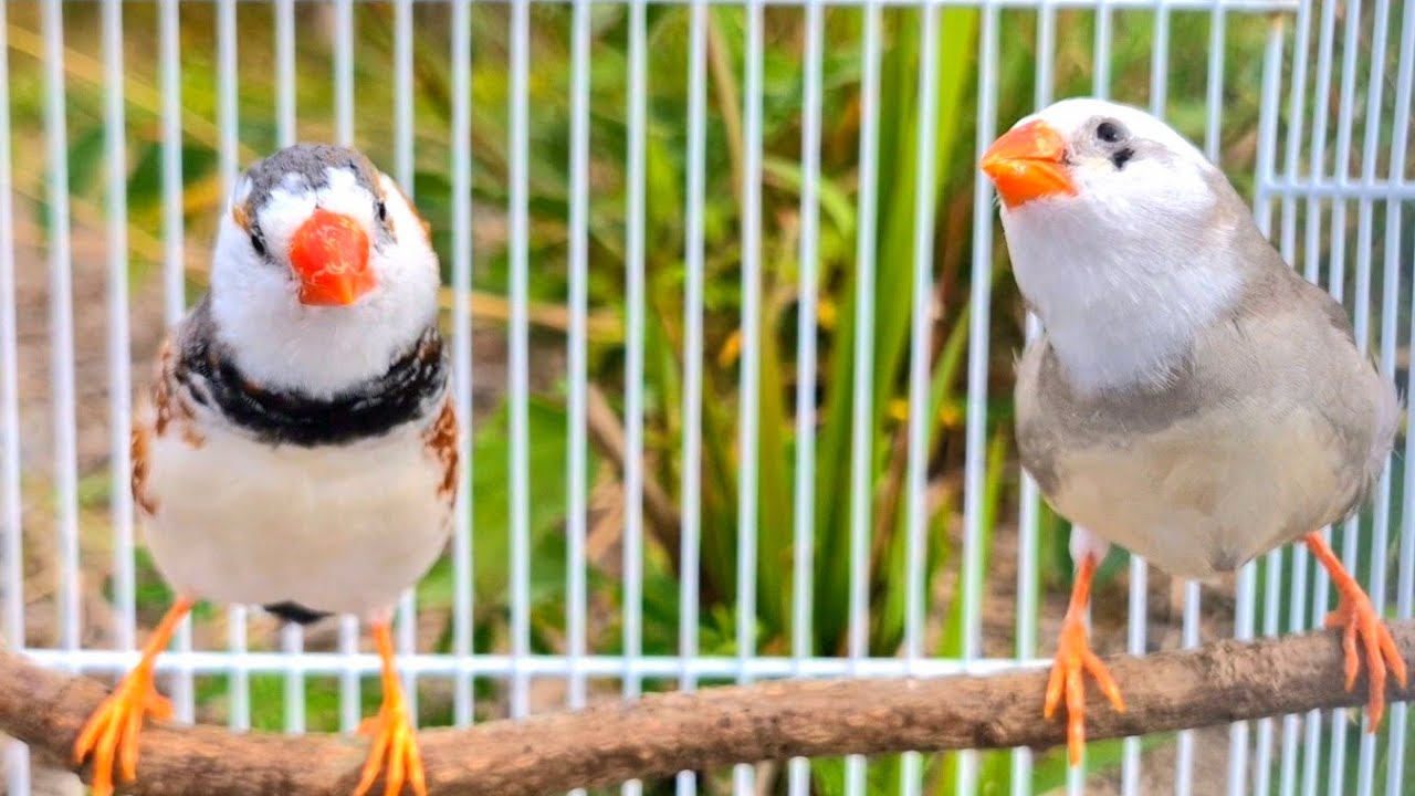 Zebra finch sounds : Beautiful birds singing in a cage