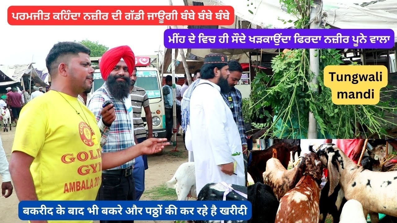 ਮੀਂਹ ਦੇ ਵਿੱਚ ਹੀ ਨਜੀਰ ਨੇ ਕੀਤੇ ਬੱਕਰਿਆਂ ਤੇ ਪੱਠਾਂ ਦੇ ਸੌਦੇ (ਤੁੰਗਵਾਲੀ ਮੰਡੀ) #goat #bakramandi