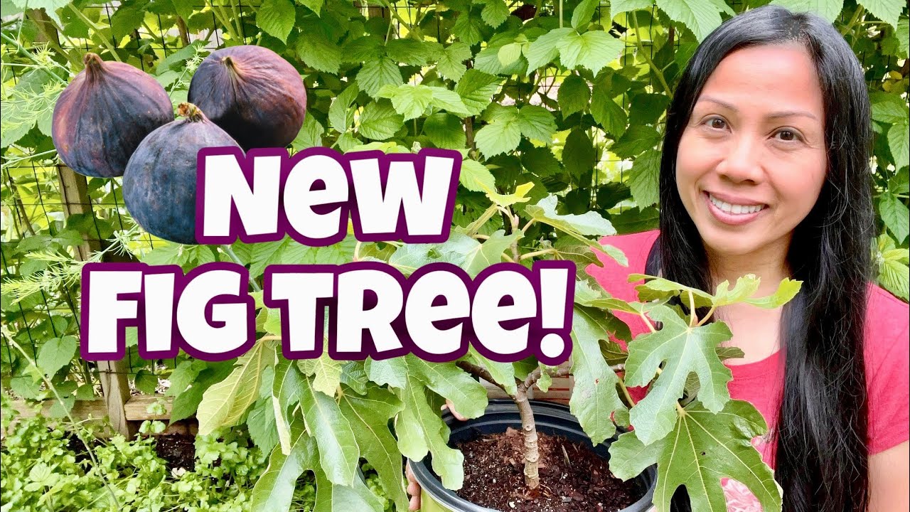 How to Plant a Fig Tree in a Container