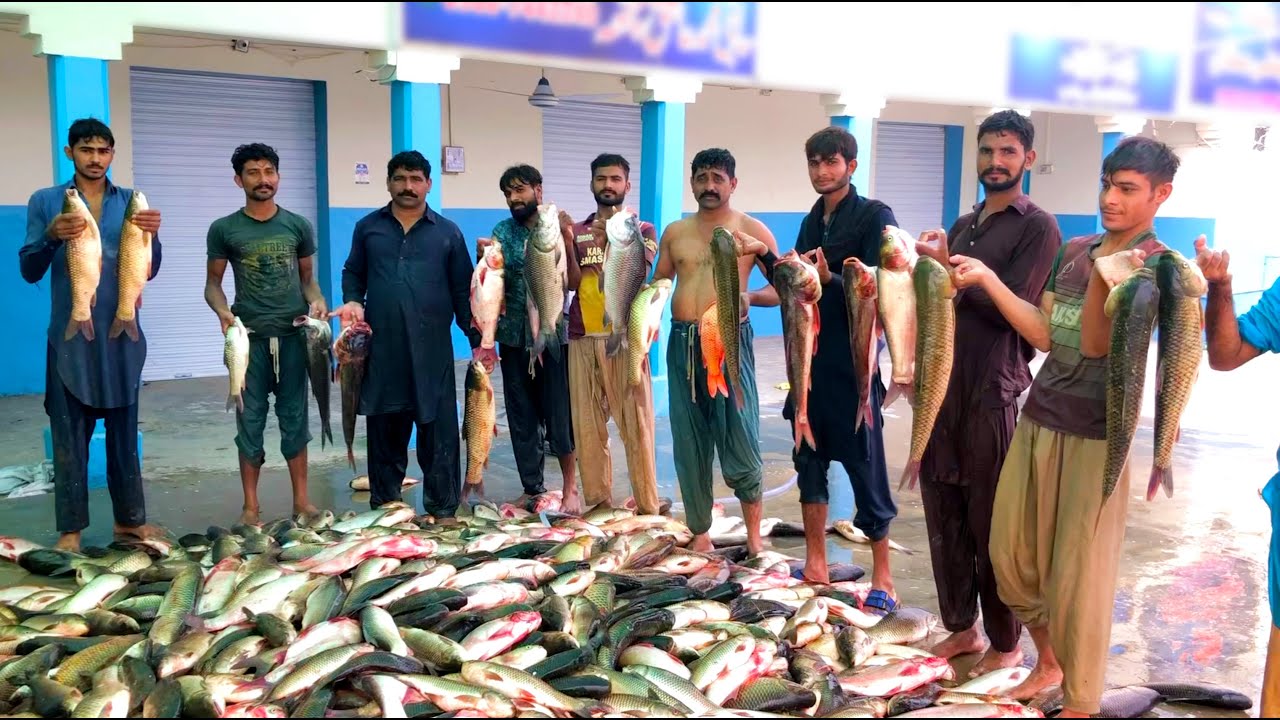 Fishing Thousands of Big Fish | Fish Farming