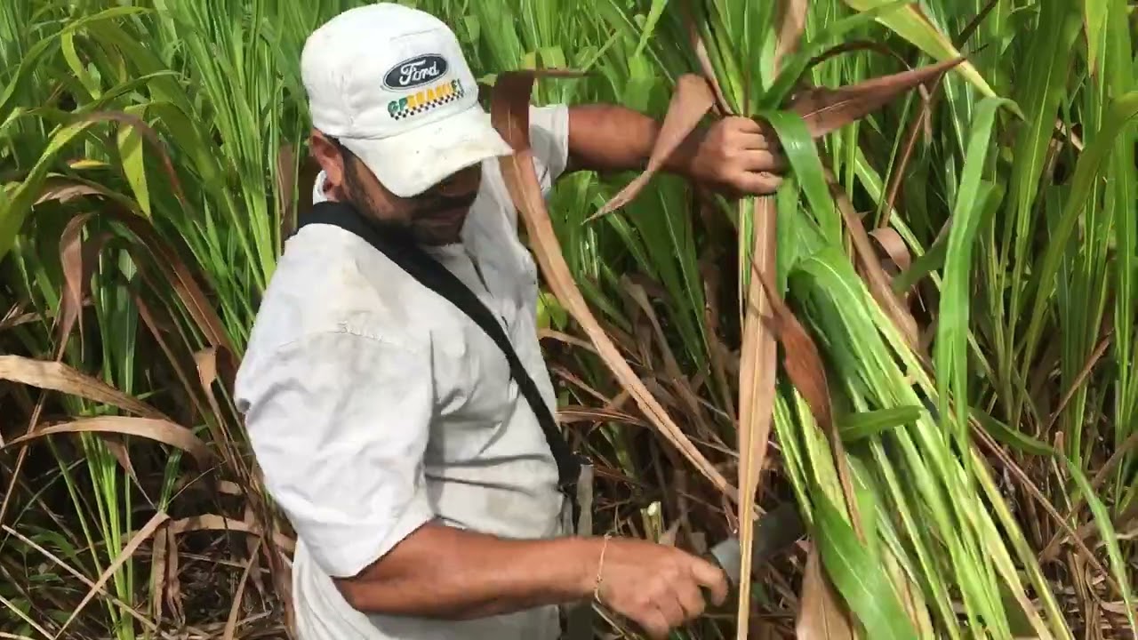 Capim Guatemala para fazer silagem