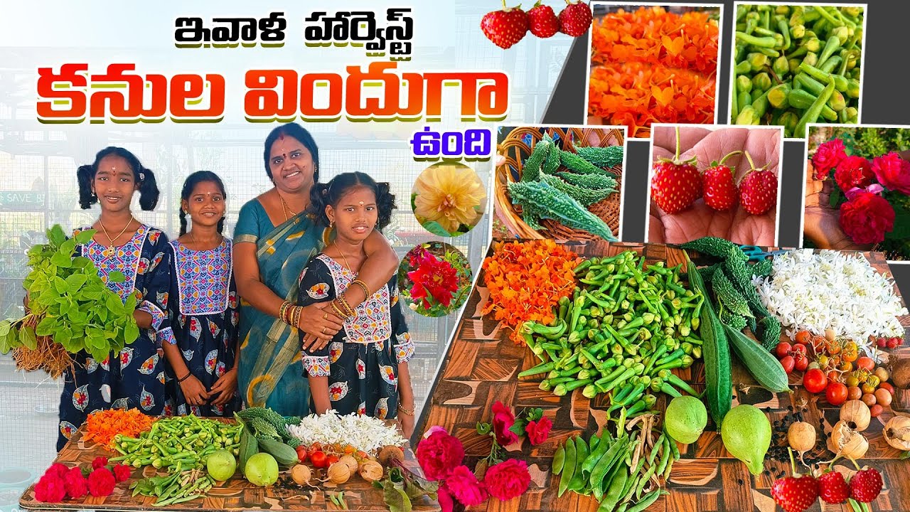 ఇవాళ ఎన్నో కూరగాయలు పండ్లు పువ్వులు కోసాము | Strawberries Flowers , veggies Harvest | ACH Gardening