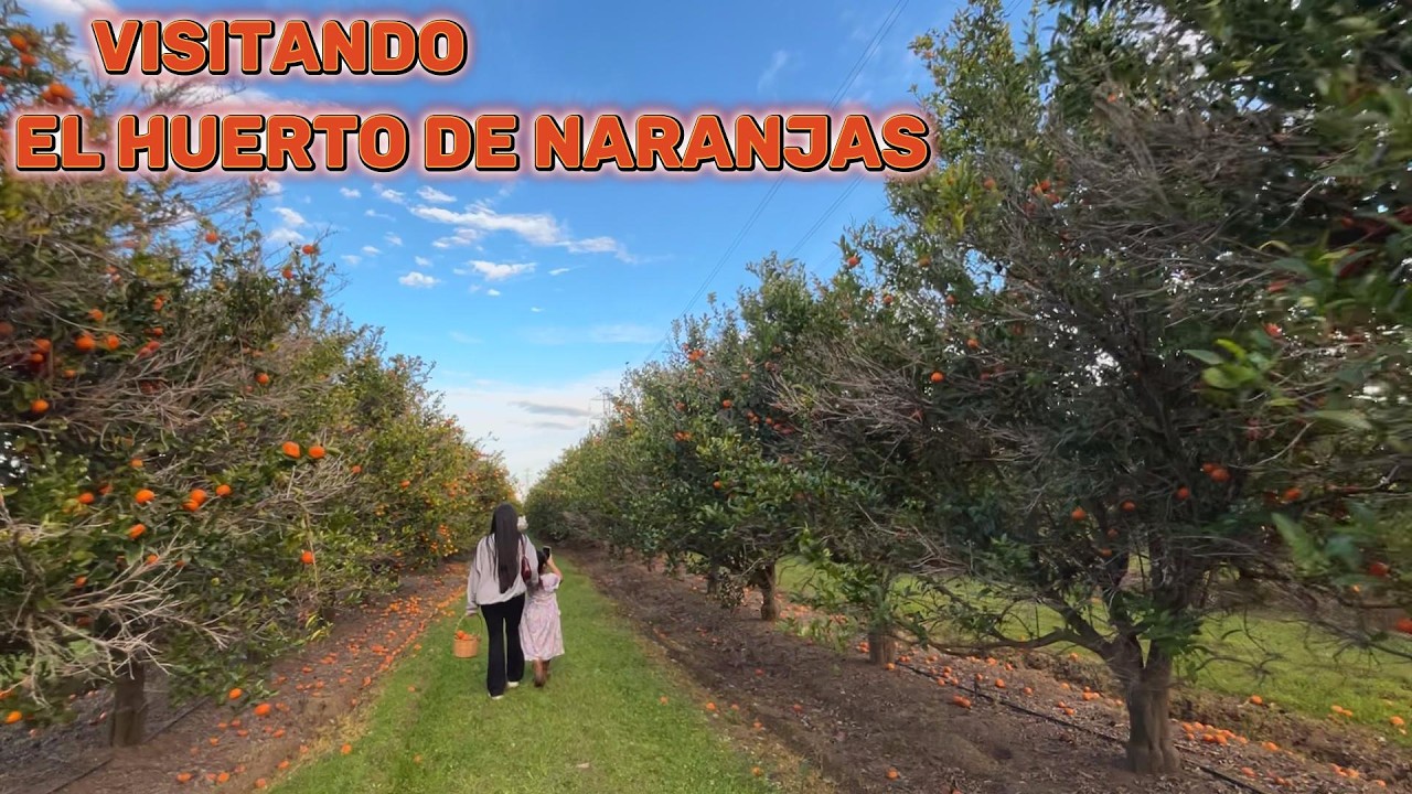Naranja Dulce del campo🍊Campos de citricos 🍊En la huerta de naranjas🍊Un DIA de HUERTA familiar