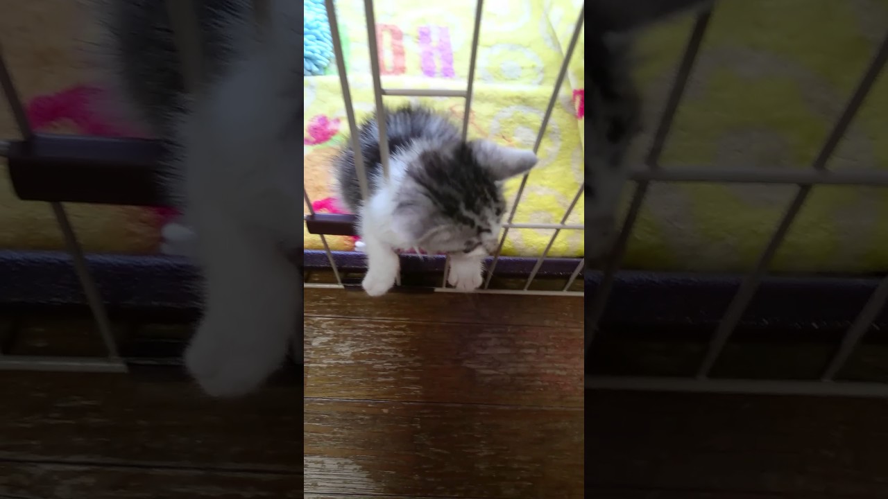 子猫の命ちゃん、脱出失敗