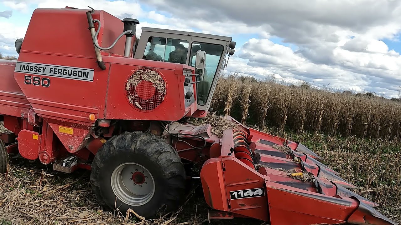 Great Harvest for Farmer Earl - 1986 Massey Ferguson 550 - 1144 Header - Corn #harvestchaser  2021