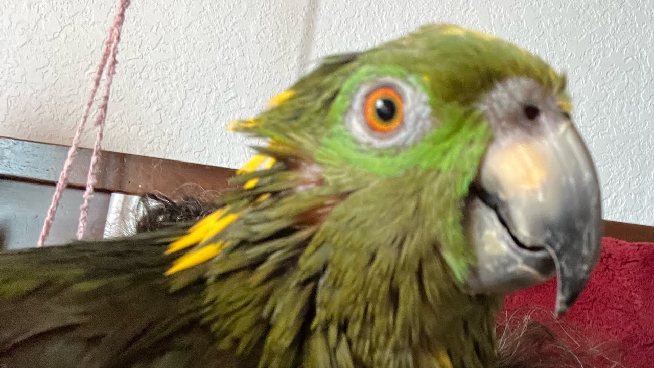 How Did Lorenza Fight Fatty Liver Disease & Get A New Life? #amazonparrot | #parrot_bliss #parrot