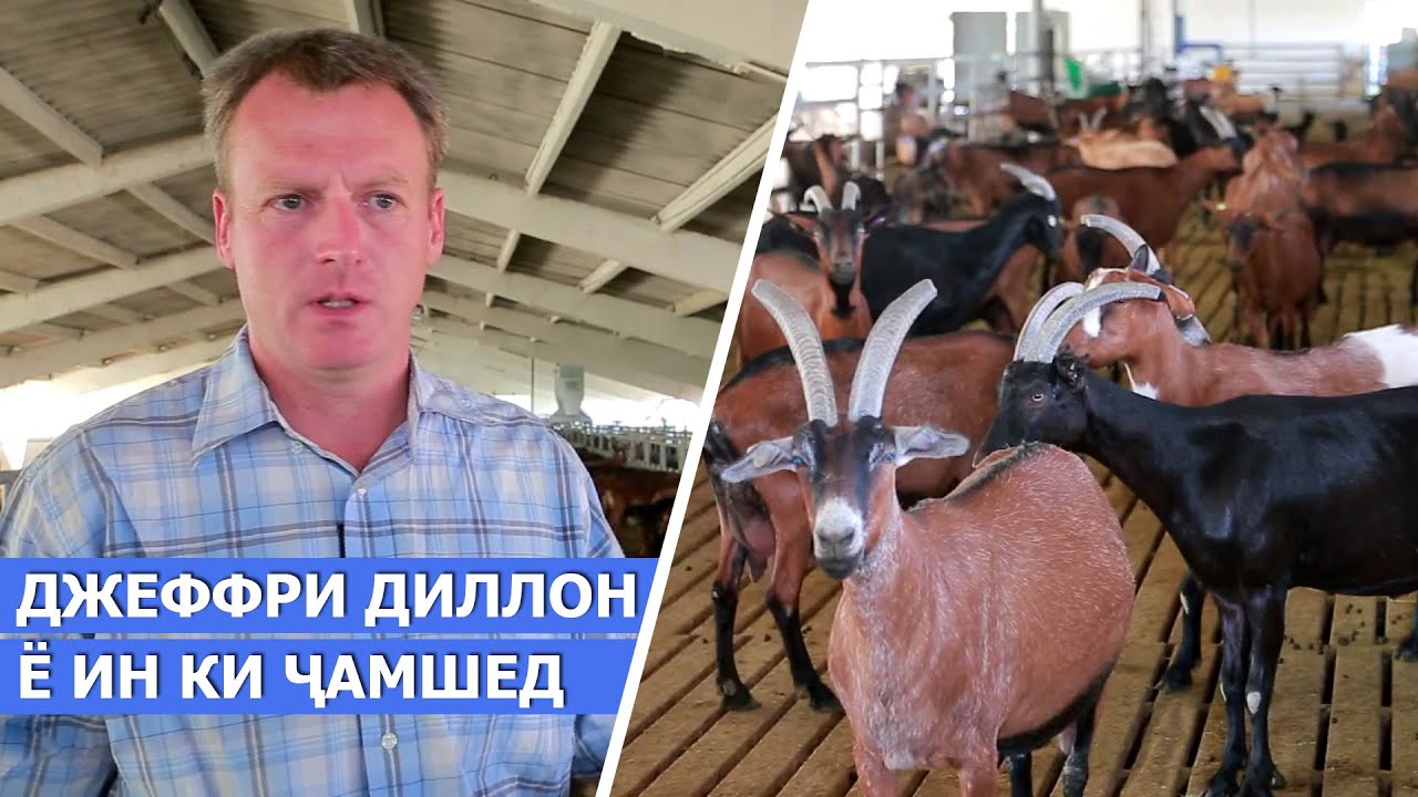 Ҳаёти Деҳот: Фермаи бузпарварии Аки Джеф / Джефри Дилон