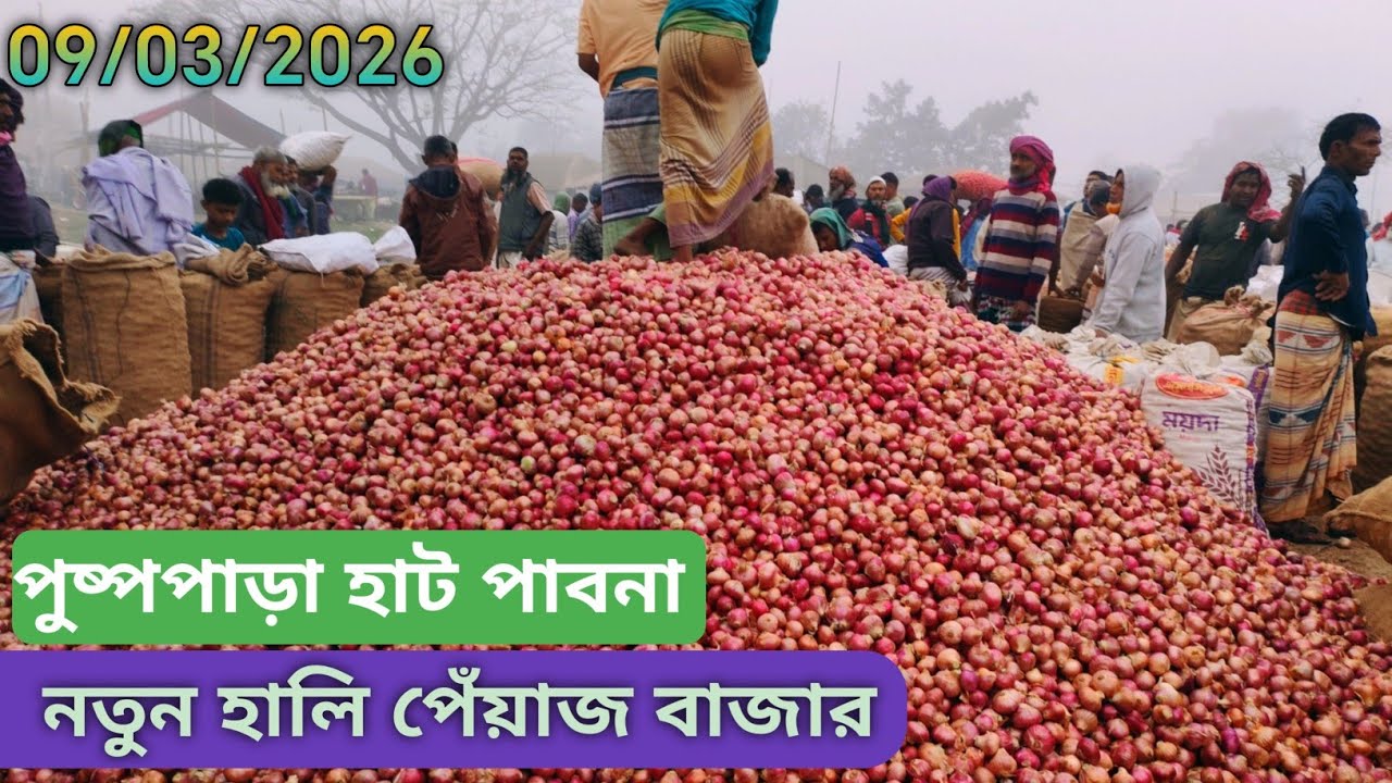 9 March 2026 আজকের নতুন পেঁয়াজের বাজার দর। পাবনার নতুন পেঁয়াজের বাজার দর। Onion market price rate.