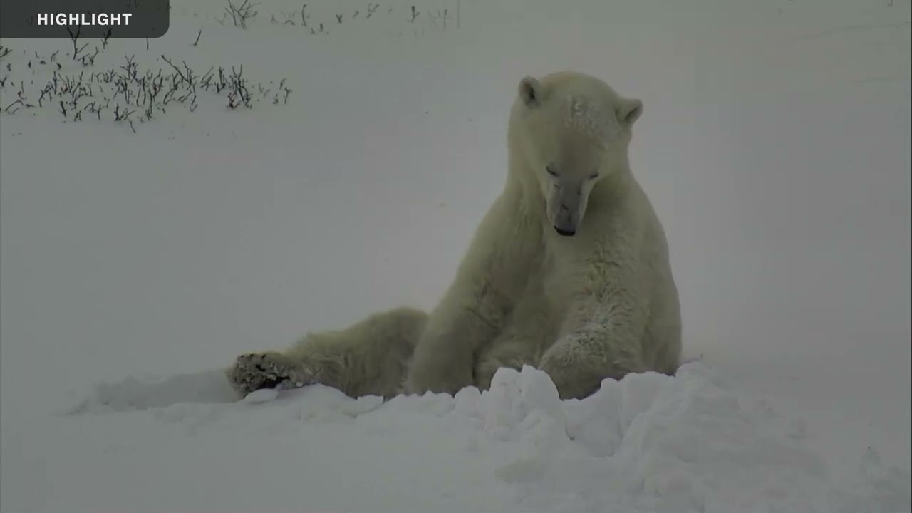 Polar Bear Tundra Buggy Lodge - South 2022 Season Highlights