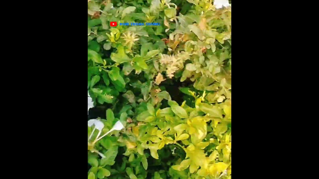 ग्रीन नेचर🌿🌿💕💕👍
