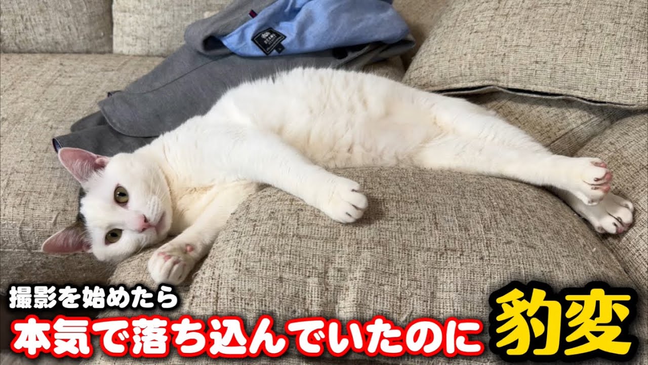 怒られて落ち込んでた猫にカメラを向けたら&hellip;