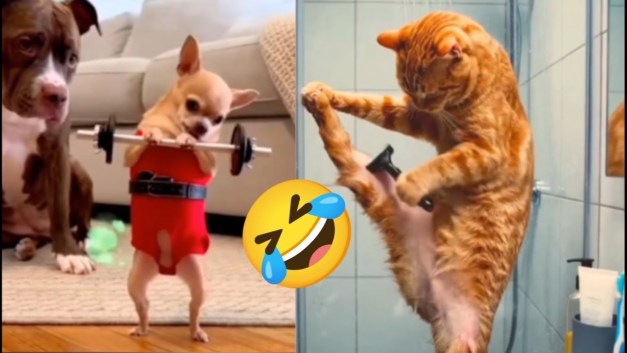 Funniest Animals of the Year! Try Not To Laugh Challenge Level 21