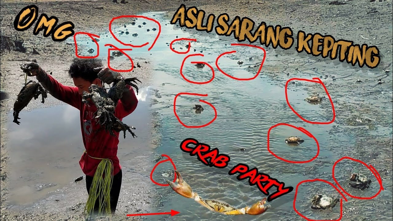 PENANGKAP KEPITING KAGET! MELIHAT KUMPULAN KEPITING BERSERAKAN DI TAMBAK INI