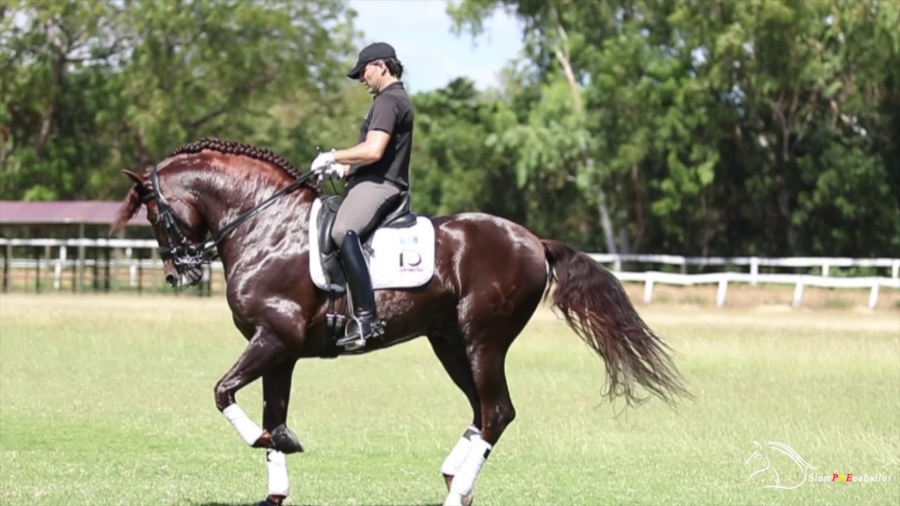 JAREÑO XXVII, YEGUADA DIEZ, GUATEMALA. MONTADO Y PRESENTADO POR MARIO GOMEZ MORCUENDE