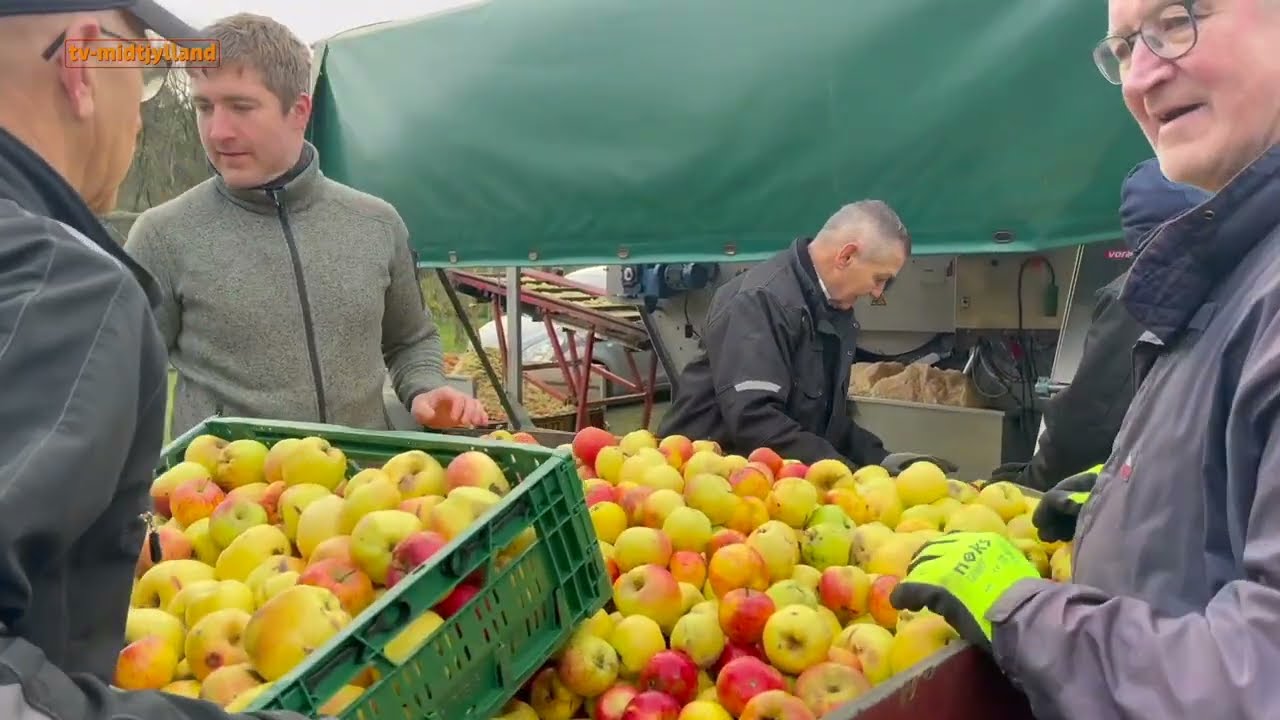 UGE 5-4: Foreningen Rødding  æblets by i Salling, del 3 + Mie Madsen, Del 1 - TV Midtjylland