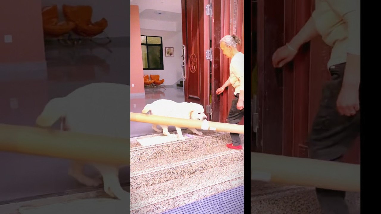 Dog&rsquo;s bonding with humans #viral #pets #dogsofyoutube #dogs #adorable #petsshorts