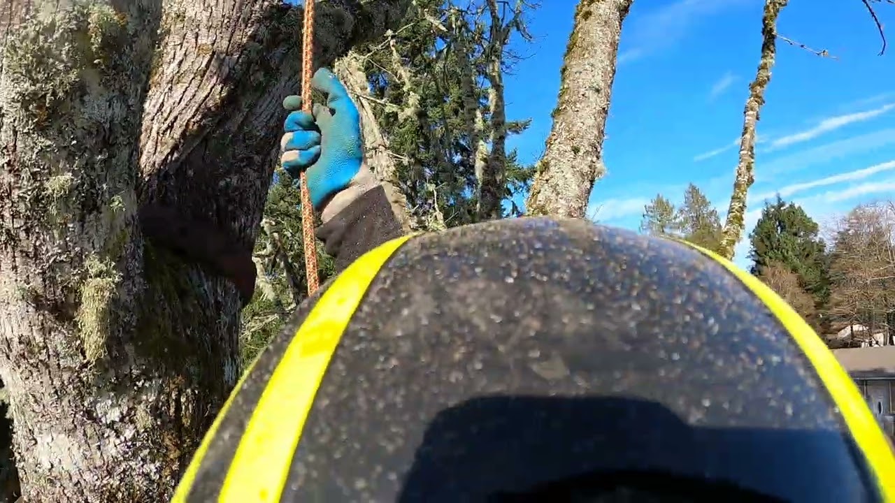 Part 4, Big Leaf Maple. 2 climbers,  one tree.  #hazardtrees #pnw #Oneearthtreecare #arborist 