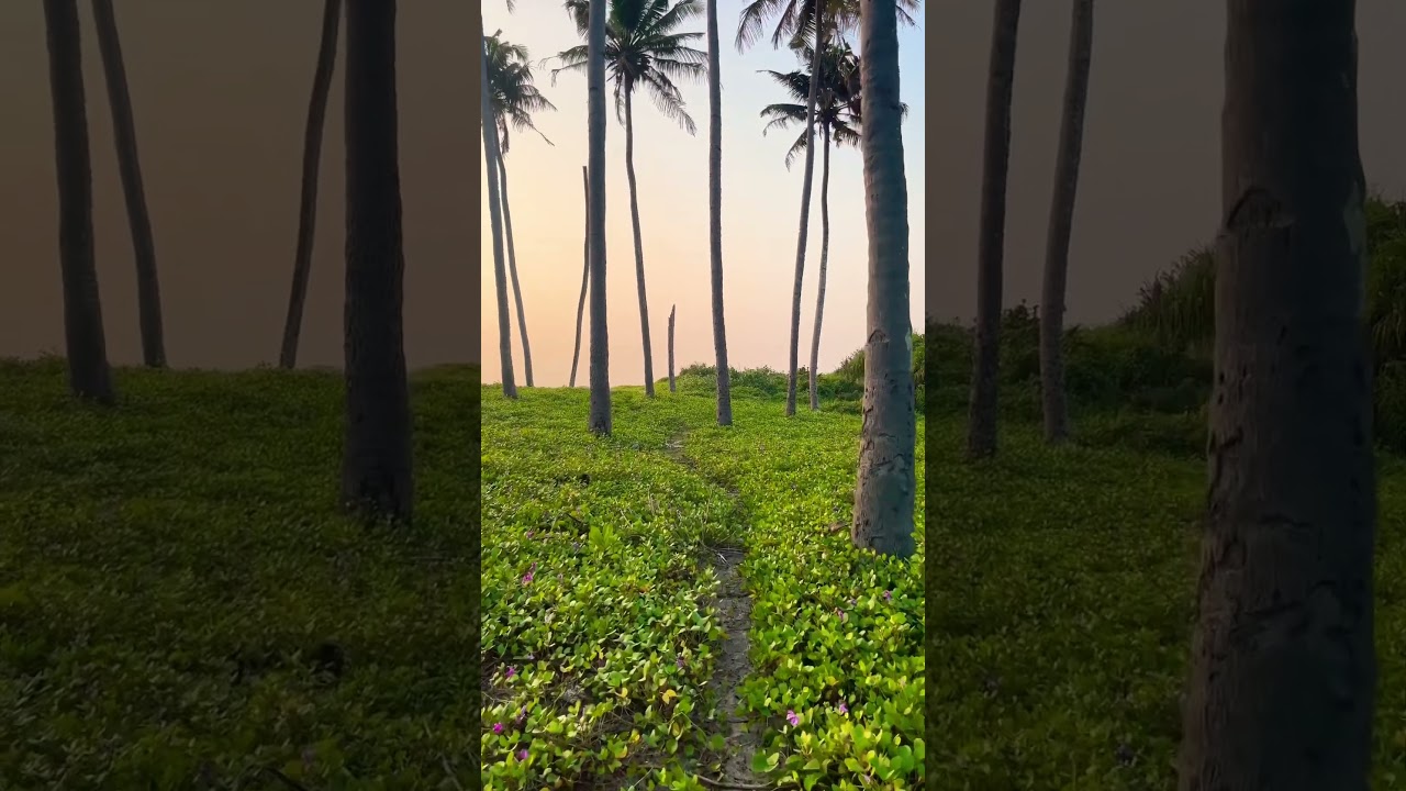 Peaceful Walk | Beachside #beachside #walk #nature #shorts