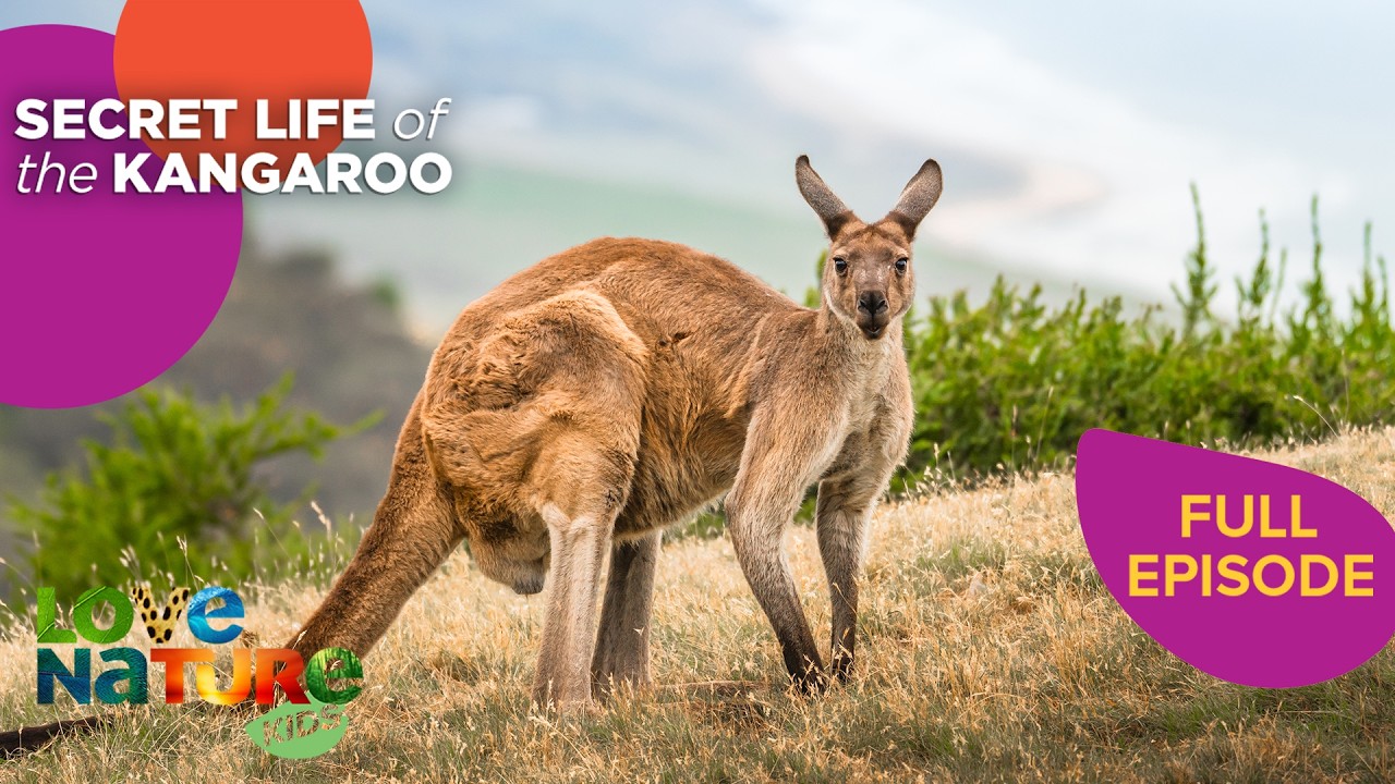 All About Kangaroo Mobs | Secret Life of the Kangaroo 101