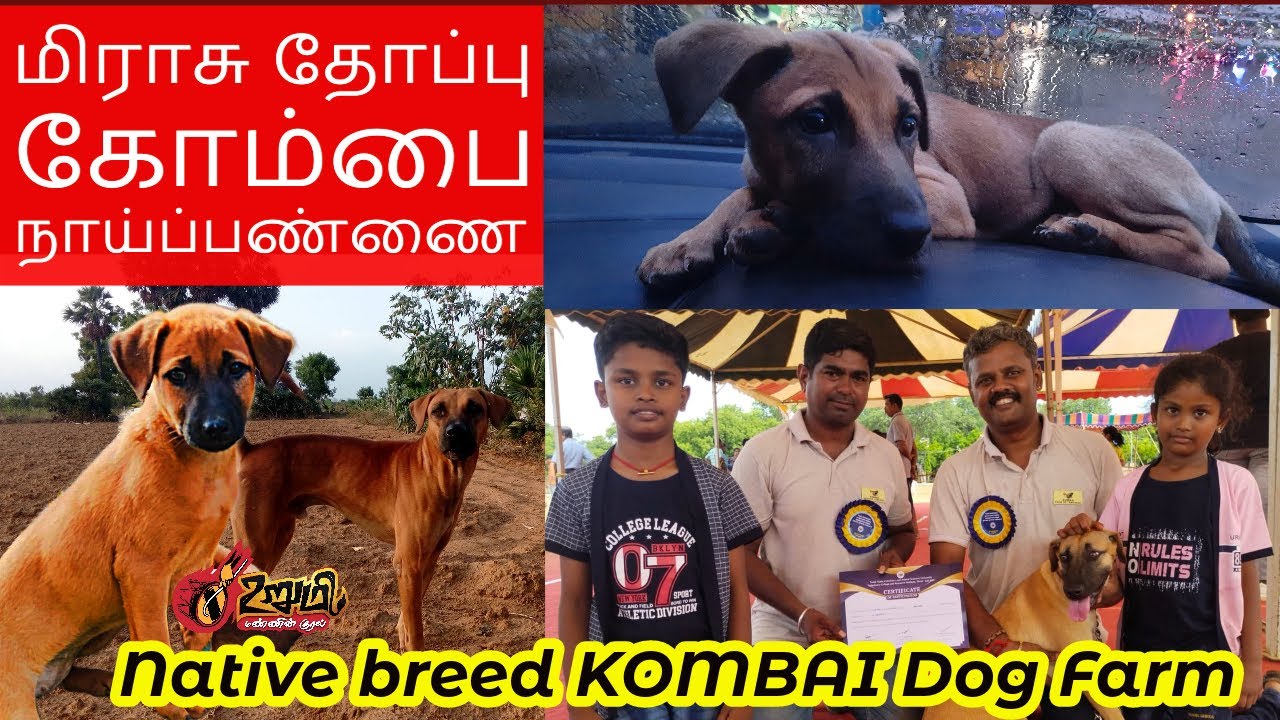 சுத்தமான கோம்பை நிறம் உருவம் குணநலன் எப்படி இருக்கும்? | மிராசு தோப்பு நாய் பண்ணை | Kombai | UrumiTV