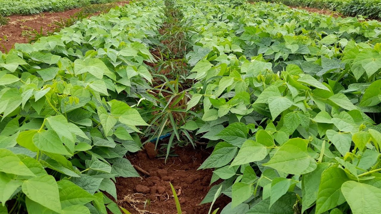 Mandioca e feijão: consórcio aumenta produtividade e ajuda na fertilidade do solo