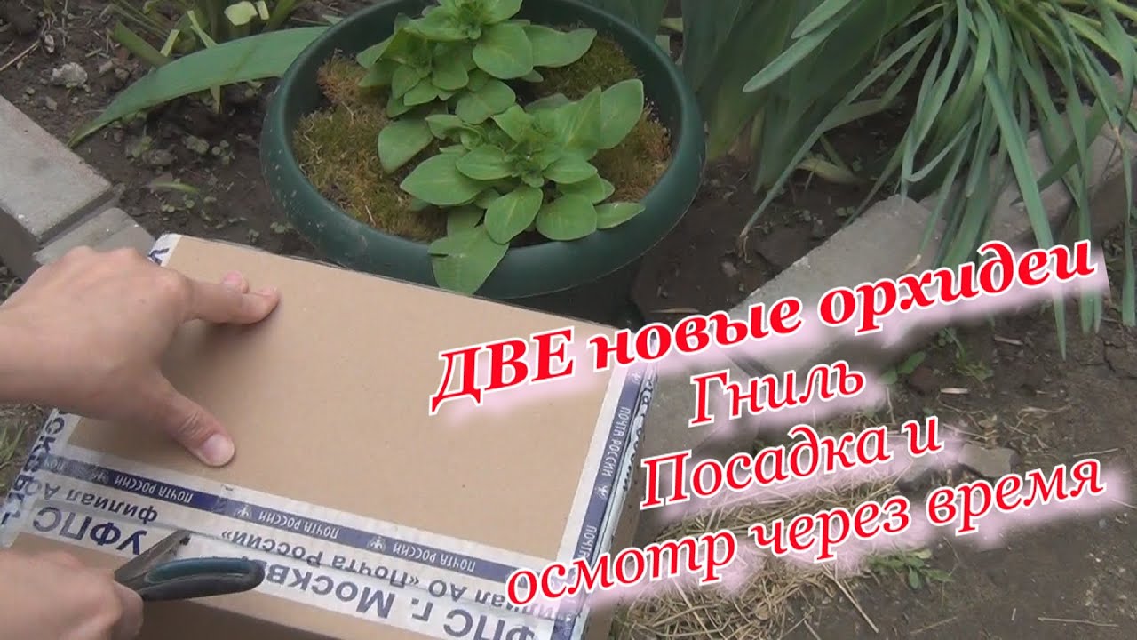 Новые орхидеи: две новые каттлеи почтой. Что не так? Обзор и посадка. Почему достаю из мха?
