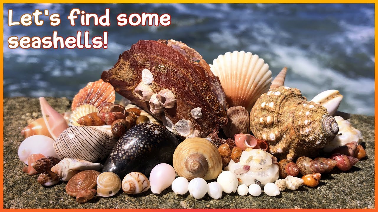 Finding Seashells on the Wrack-line | Microshelling [Virtual Shelling]