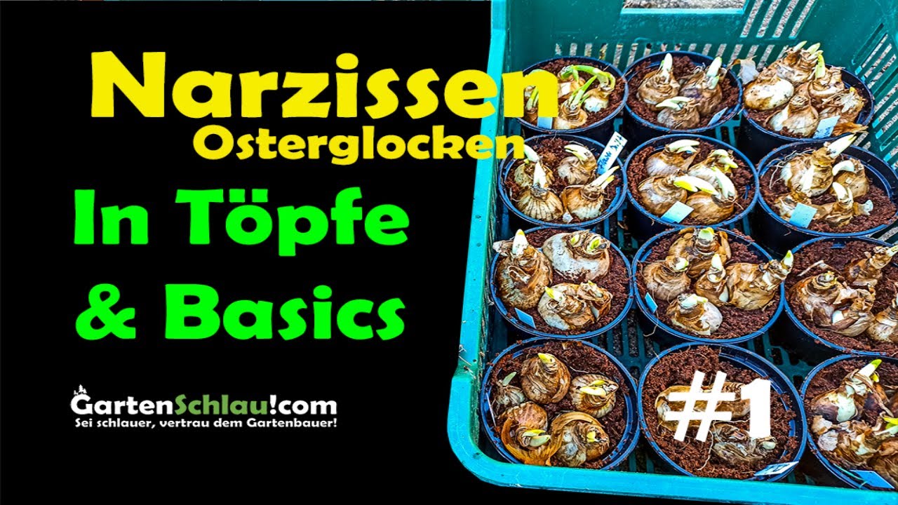 Fr&uuml;hlingsblumen wie Narzissen in T&ouml;pfe pflanzen - Basisinfo Osterglocken #1 // Gartenschlau.com