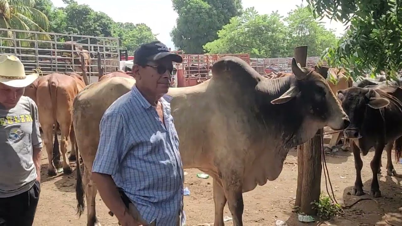 TOROS GRANDES DE RAZA EN WL TRÁNSITO SAN MIGUEL EL SALVADOR ON
