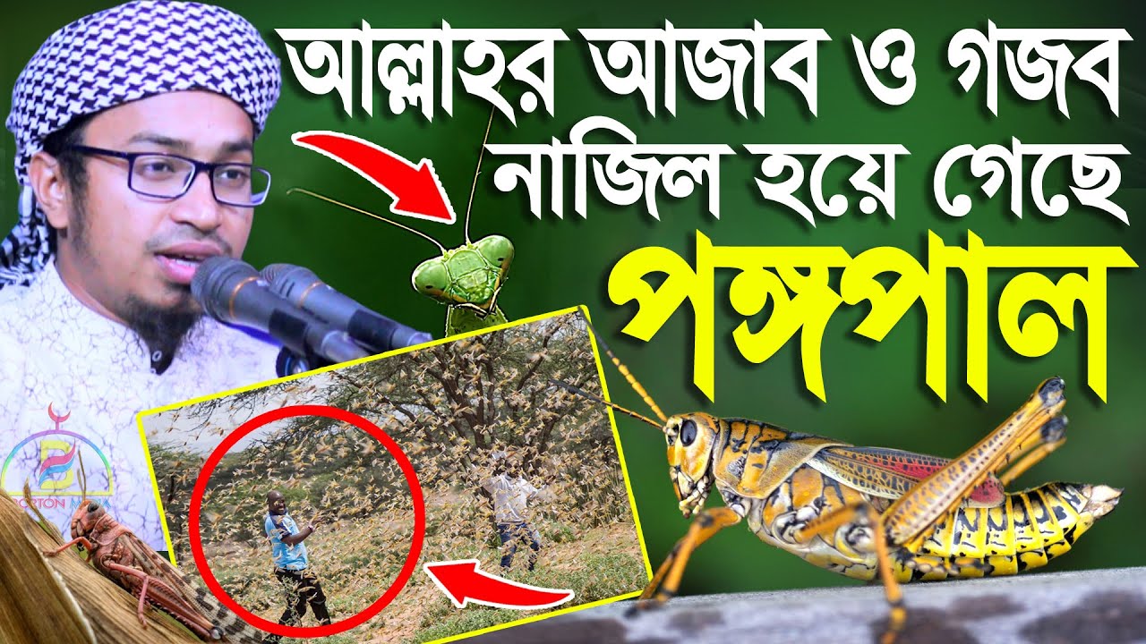 আল্লাহর আজাব ও গজব নাজিল হয়ে গেছে পঙ্গপাল! Aziz Al Kawser মাওঃ হাঃ ক্বারী আজিজ আল কাউসার