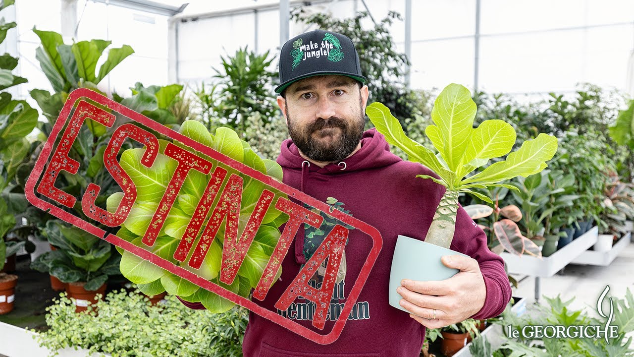 Palma delle Hawaii, cura e coltivazione della Brighamia insignis