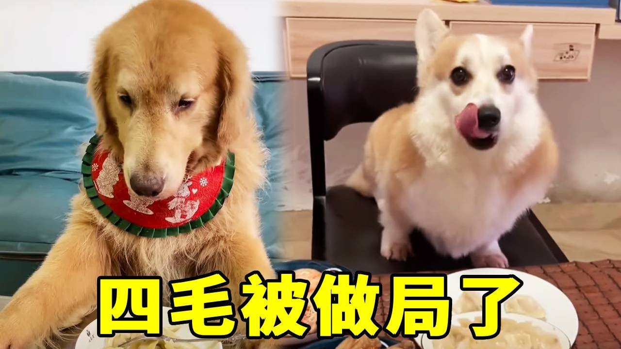 四毛被毛爸做局了！故意給四毛吃餃子自己不吃，下一秒帶著冰棍躲在房間吃炸雞！【起错名的四毛】