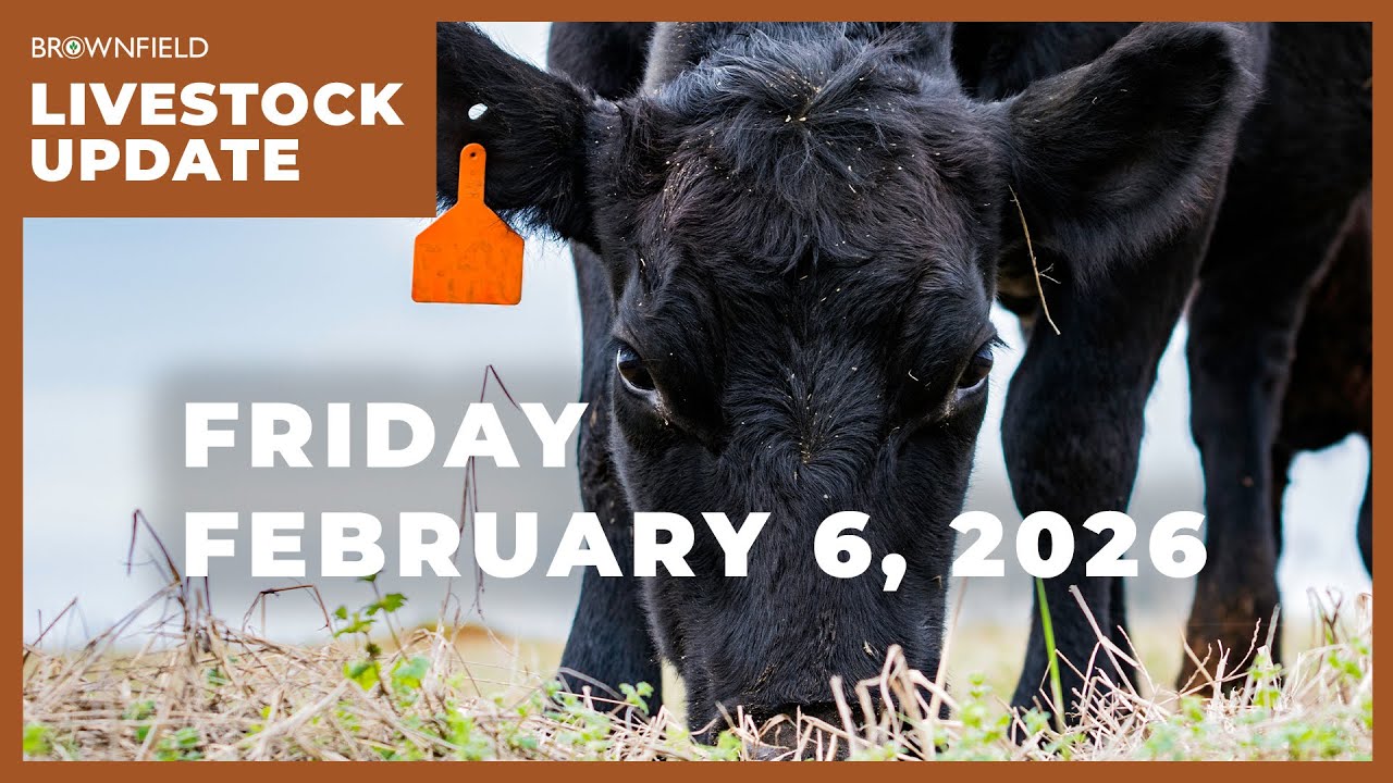 Feeder cattle futures up more than $7 this week | Weekly Livestock Market Update