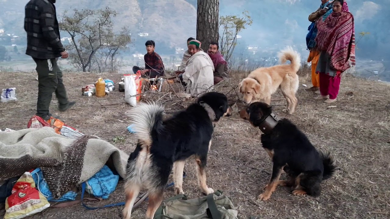 shepherd life in himachal, चरवाहों का रहने का तरीका IIsheep  🐑coming back IIpahadi dog kennel