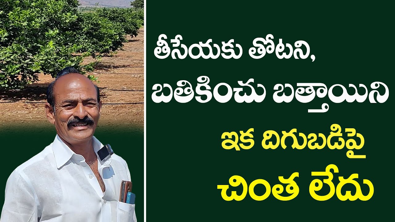 E255 |వేరుకుళ్లు నుంచి కోలుకున్న బత్తాయి మొక్కలు | #gramabazaar | 94912 78836, 833 1800 100