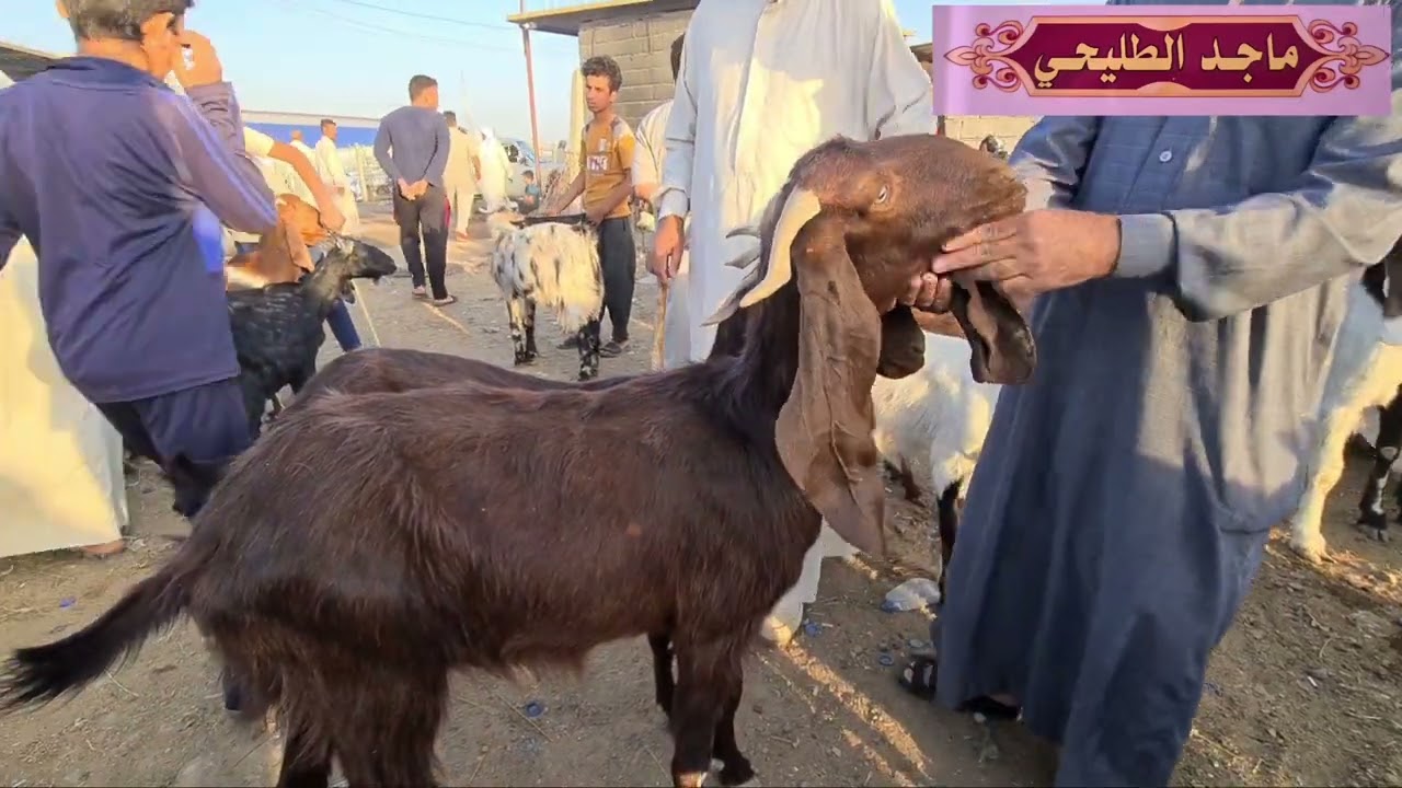 #ماهو_الفرق_بين_الماعز_السوري_و الشامي