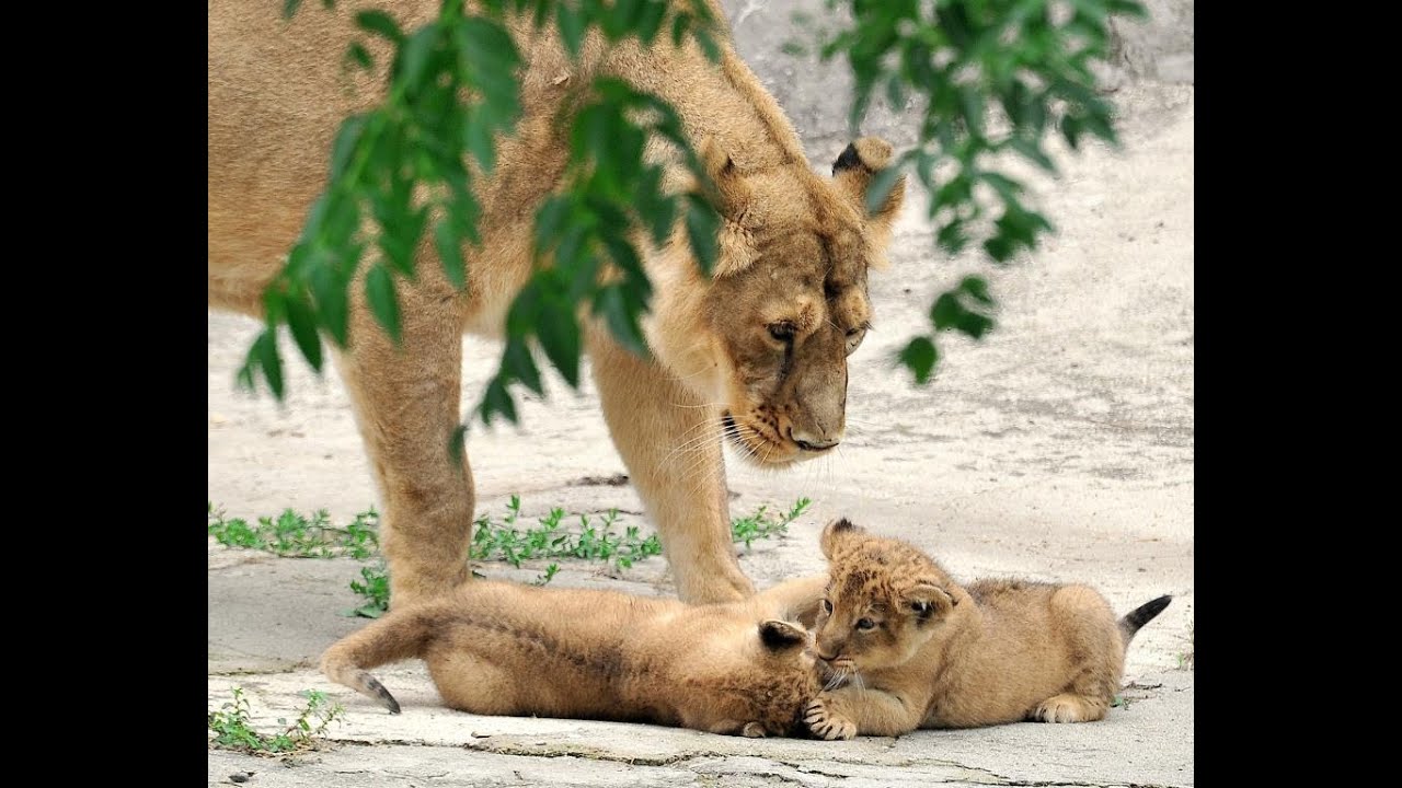 Doppio fiocco rosa al Bioparco di Roma: nati due leoni asiatici, Naisha e Aasha - www.HTO.tv