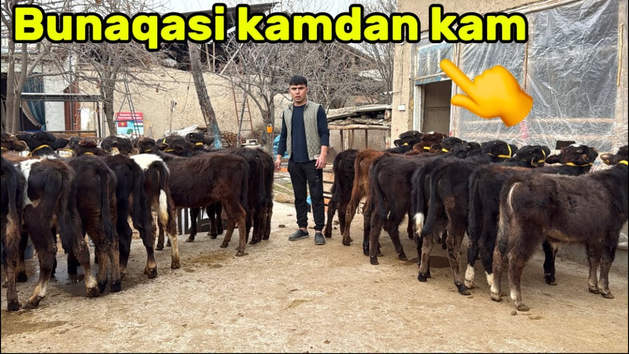💥SIZ BUNI ANIQ IZLAYABSIZ👈 ABDURASHID HAMMANI HAYRATDA QOLDIRDI✅