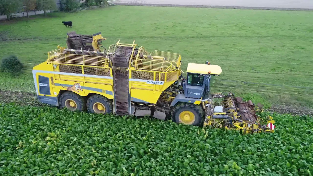 Ropa Tiger 6, Sugar Beet Harvesting, Lincolnshire UK.