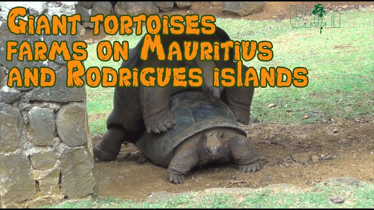 Giant tortoises farms on Mauritius and Rodrigues islands