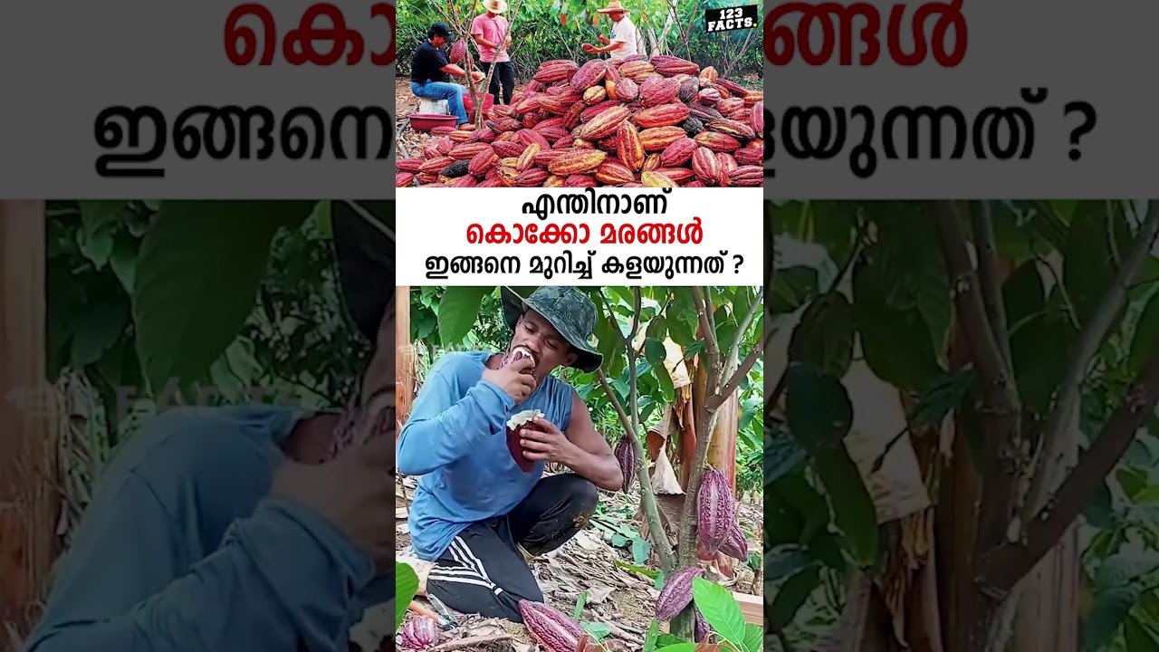 എന്തിനാണ് കൊക്കോ മരങ്ങൾ ഇങ്ങനെ മുറിച്ച് കളയുന്നത് ? 